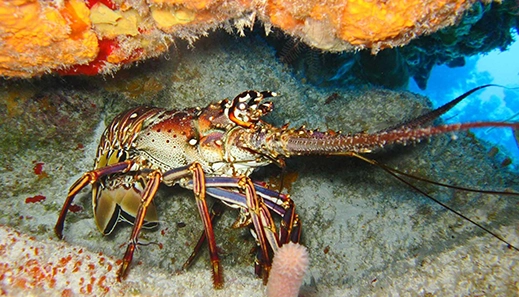 blog cabellou plage station marine de concarneau
