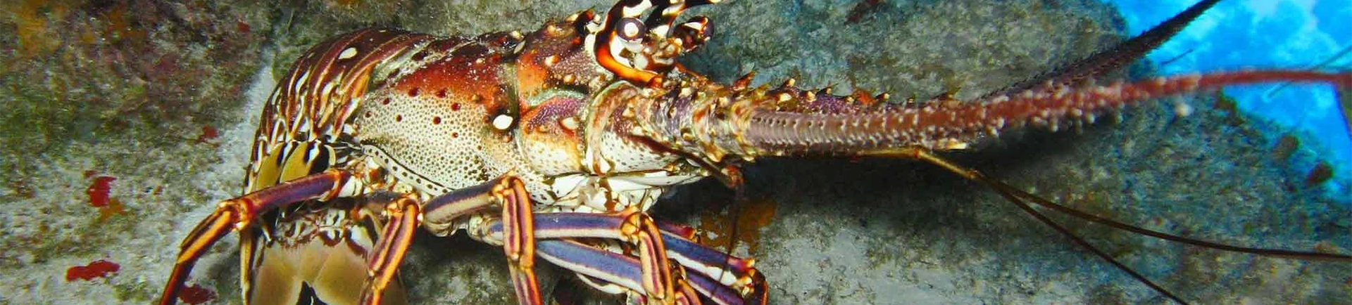 blog cabellou plage station marine de concarneau