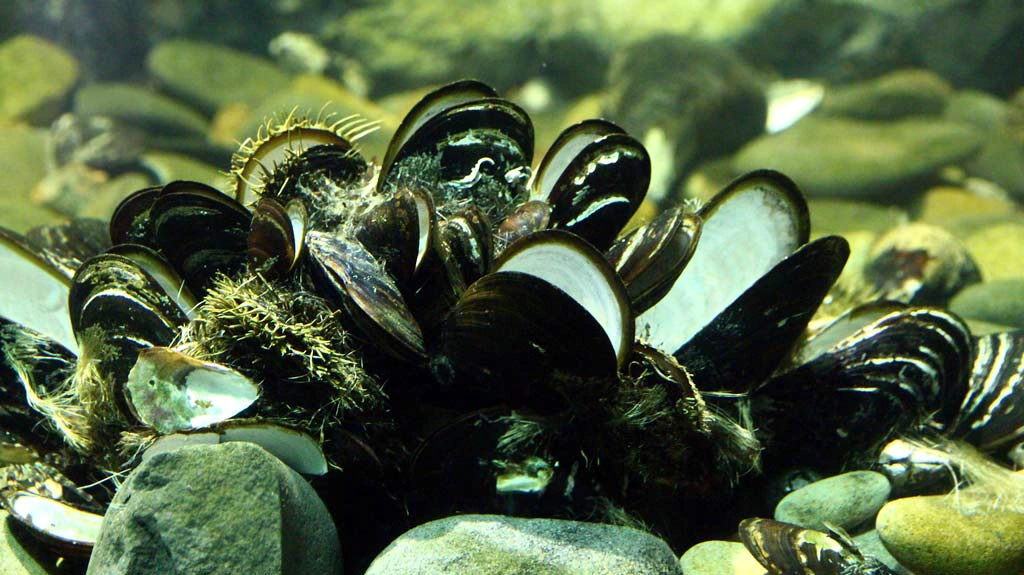 vie marine marinarium concarneau