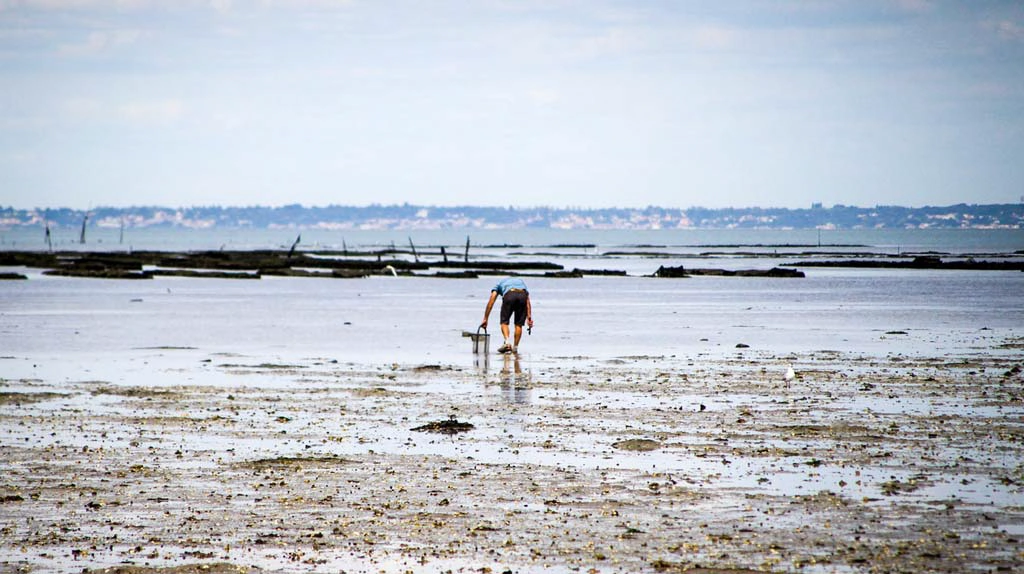 concarneau peche a pied