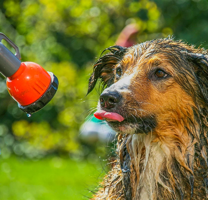 partir en camping finistere sud avec son chien